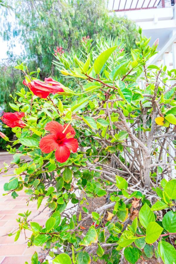 Vivienda Vacacional Rose Costa Teguise Eksteriør billede